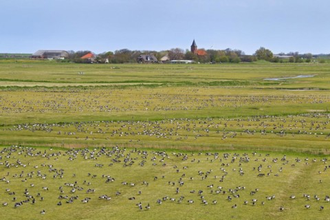 Flock of Barnacle Geese