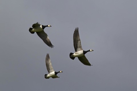 Barnacle Geese