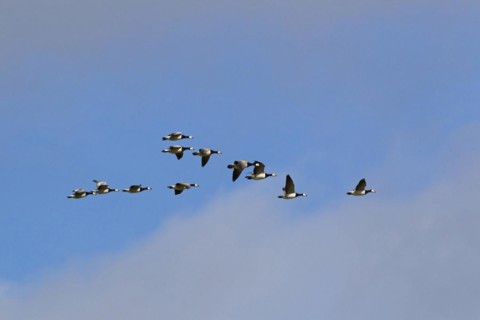 Barnacle Geese