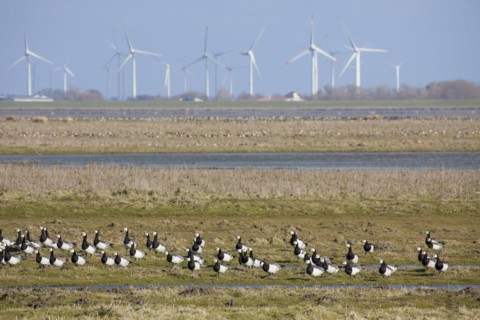 Flock of barnacle geese