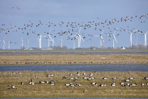 Flock of barnacle geese