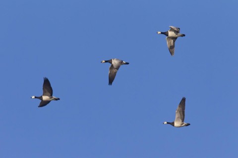 Migrating barnacle goose