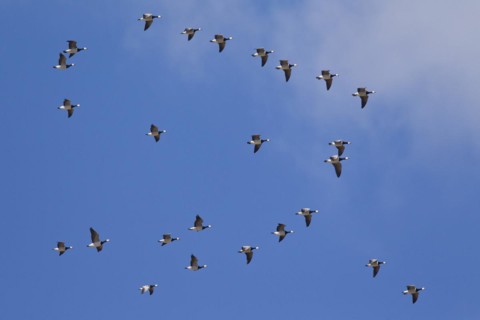 Migrating barnacle goose