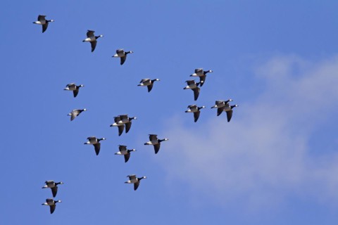 Migrating barnacle goose