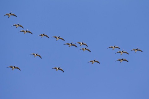 Migrating barnacle goose