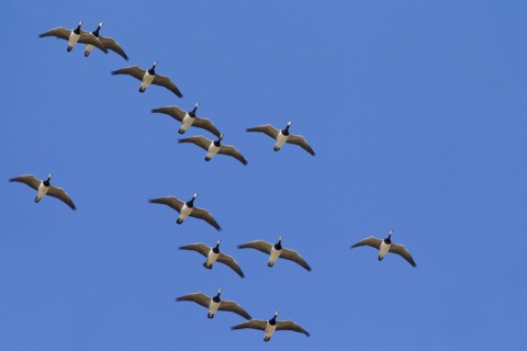 Migrating barnacle goose