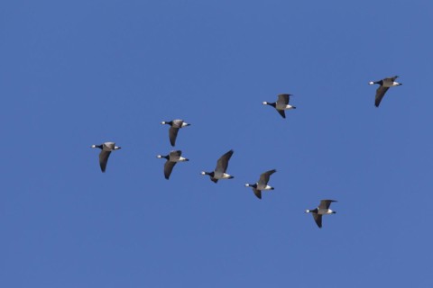 Migrating barnacle goose