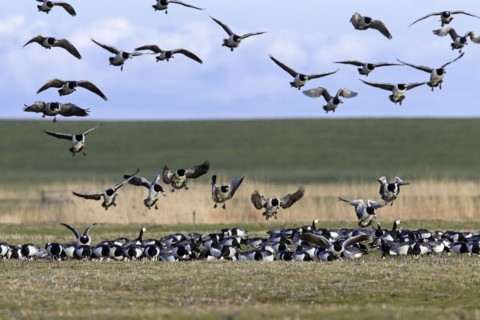 Barnacle goose
