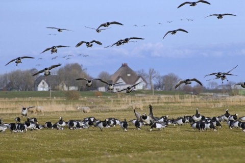 Barnacle goose