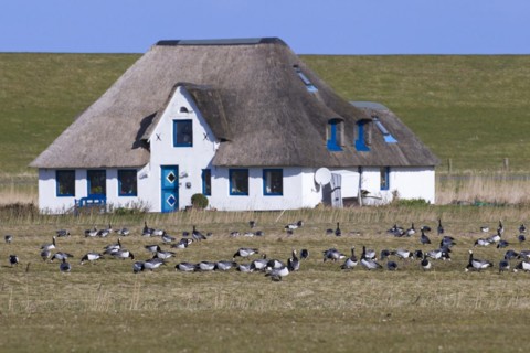 Barnacle goose