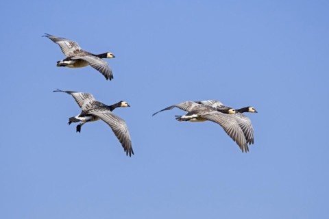 Barnacle goose