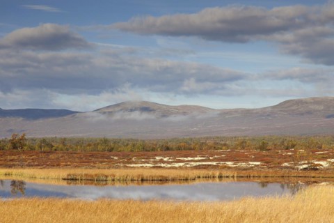 Lake in marshland of the Fokstumyra Nature Reserve in autumn