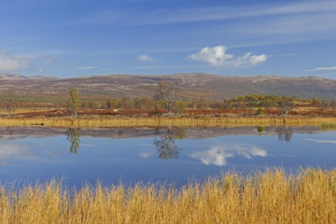 Lake in marshland of the Fokstumyra Nature Reserve in autumn