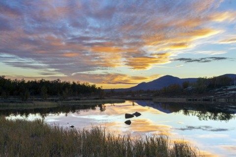 Moorland with birch trees and lake in the Fokstumyra Nature Reserve at sunset in autumn