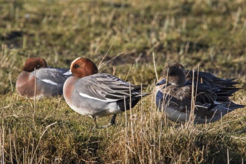 Eurasian wigeon