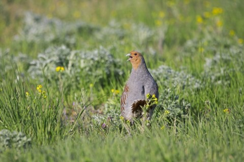 Grey partridge
