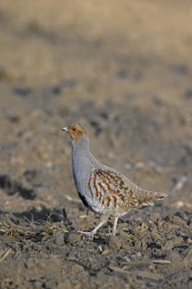 Grey partridge