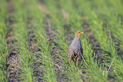 Grey partridge