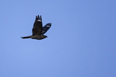 European nightjar
