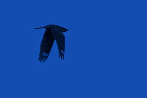 European nightjar