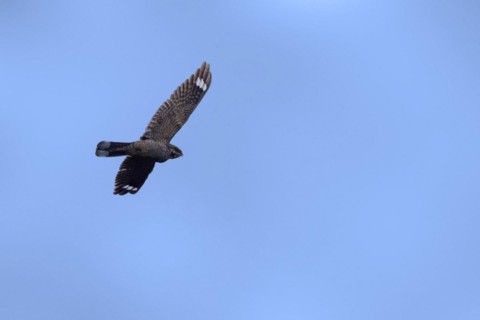 European nightjar