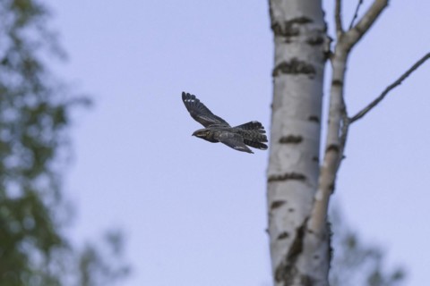 European nightjar