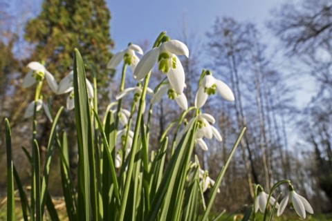 Common snowdrops