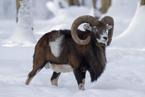 European Mouflon