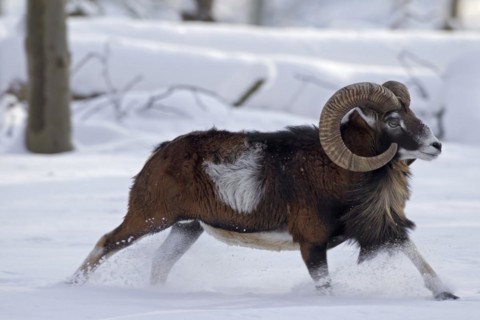 European Mouflon