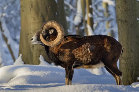 European Mouflon
