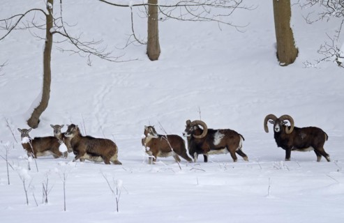 European Mouflon