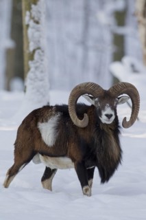 European Mouflon