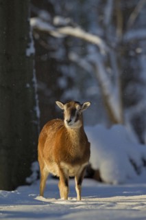 European Mouflon