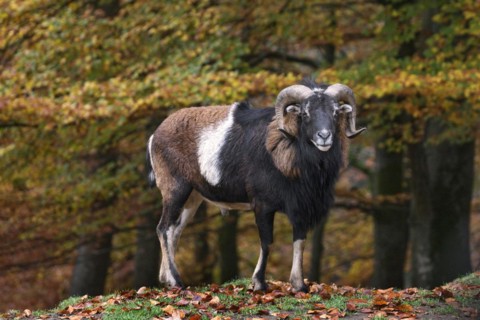 European mouflon