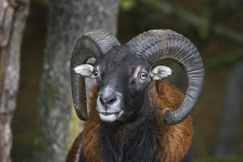 European mouflon