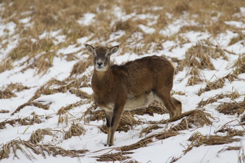 European mouflon