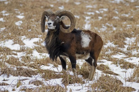 European mouflon