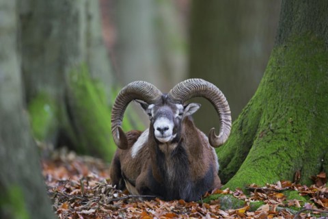 European mouflon
