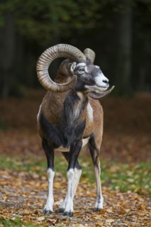 European mouflon