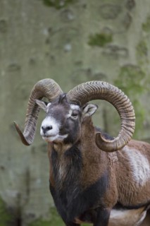 European mouflon
