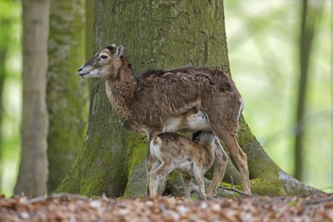 European mouflon