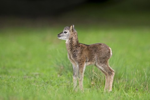 European mouflon