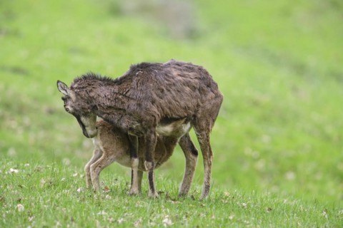 European mouflon