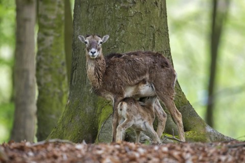 European mouflon