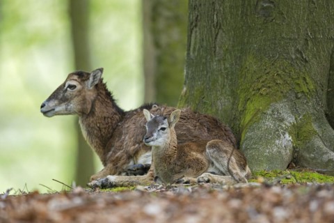 European mouflon