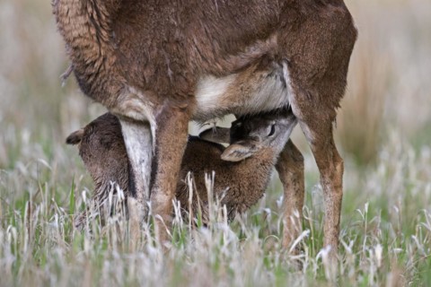 European mouflon