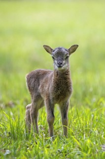 European mouflon
