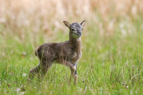European mouflon