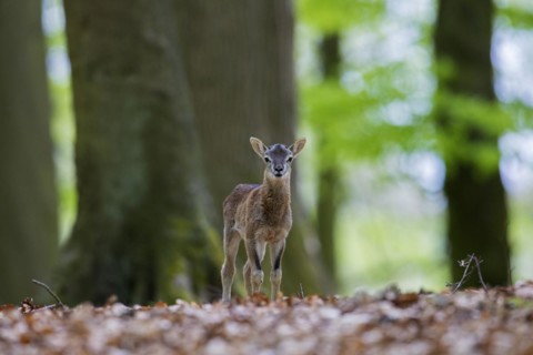 European mouflon