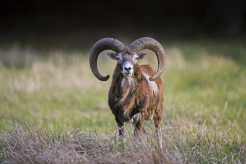 European mouflon